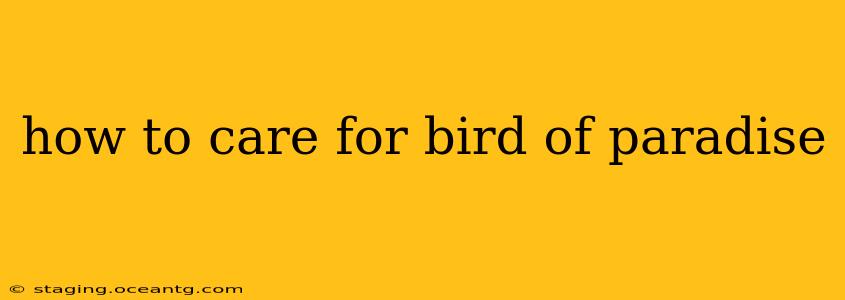 how to care for bird of paradise