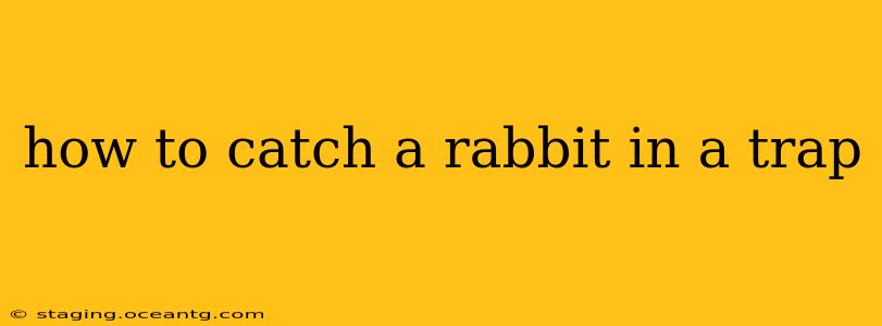 how to catch a rabbit in a trap