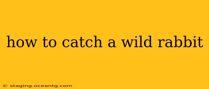 how to catch a wild rabbit