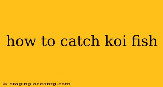 how to catch koi fish