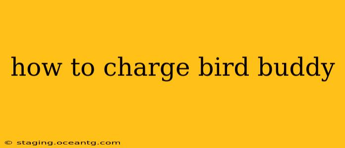 how to charge bird buddy