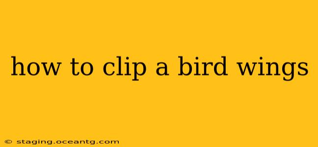 how to clip a bird wings