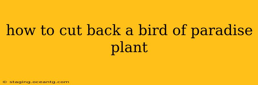 how to cut back a bird of paradise plant
