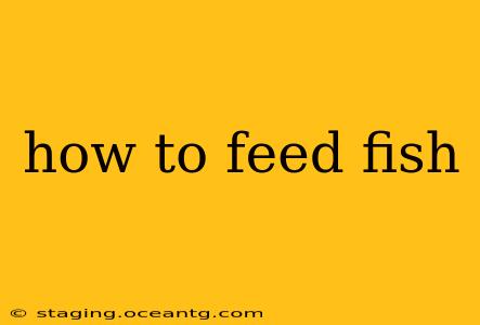 how to feed fish