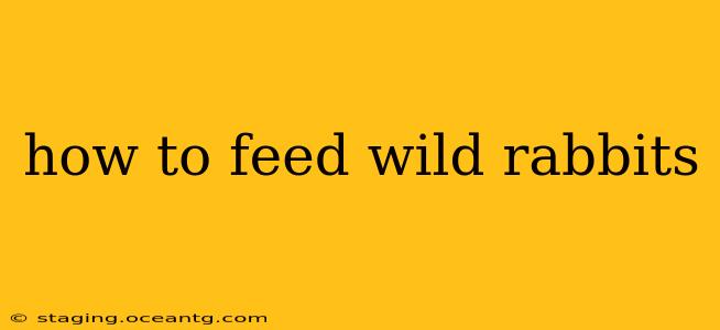 how to feed wild rabbits