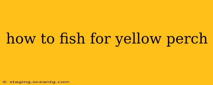 how to fish for yellow perch