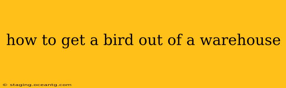 how to get a bird out of a warehouse