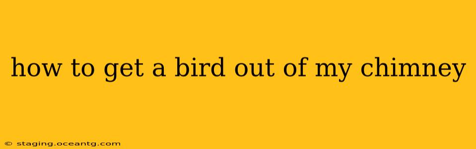 how to get a bird out of my chimney