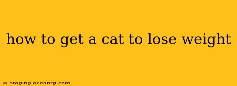 how to get a cat to lose weight
