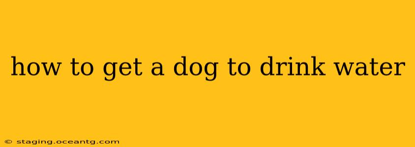 how to get a dog to drink water
