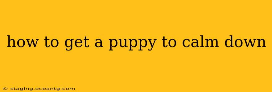how to get a puppy to calm down