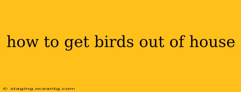 how to get birds out of house