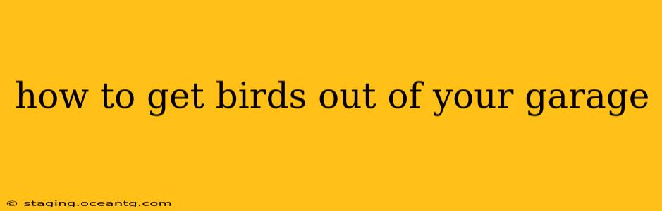 how to get birds out of your garage