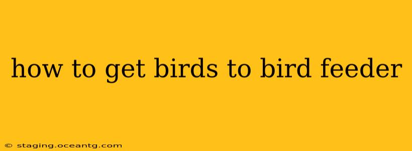 how to get birds to bird feeder
