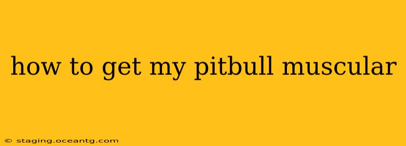 how to get my pitbull muscular