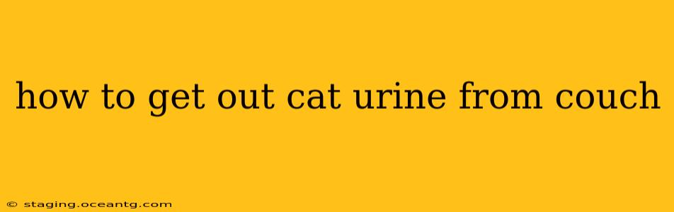 how to get out cat urine from couch