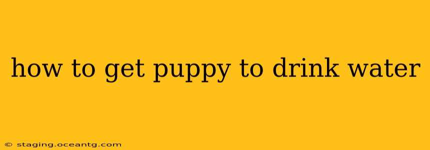 how to get puppy to drink water
