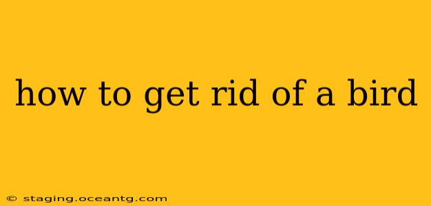 how to get rid of a bird