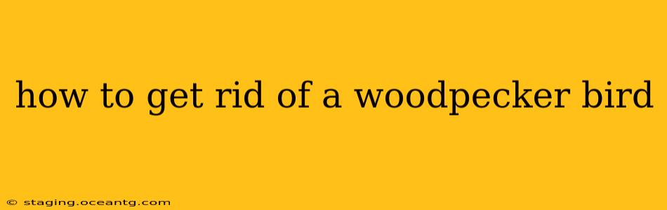 how to get rid of a woodpecker bird