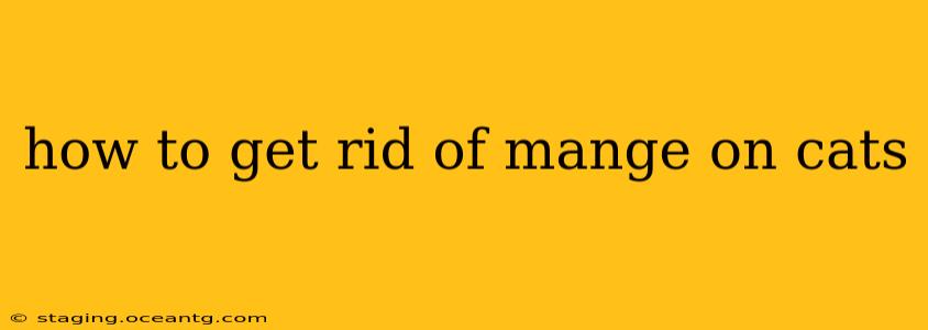 how to get rid of mange on cats