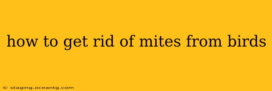 how to get rid of mites from birds