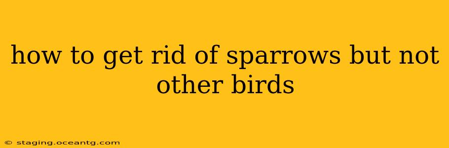how to get rid of sparrows but not other birds