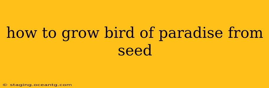 how to grow bird of paradise from seed