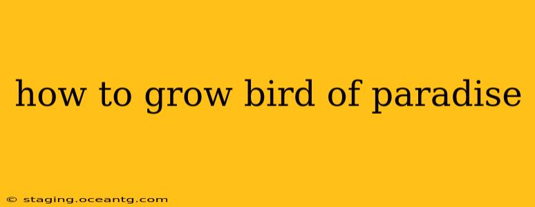 how to grow bird of paradise