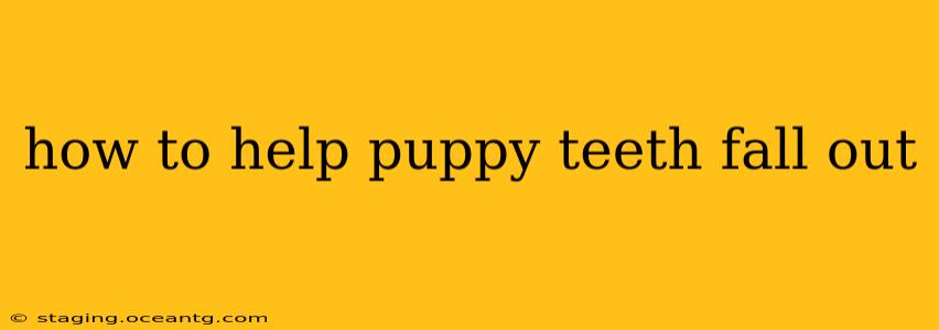 how to help puppy teeth fall out
