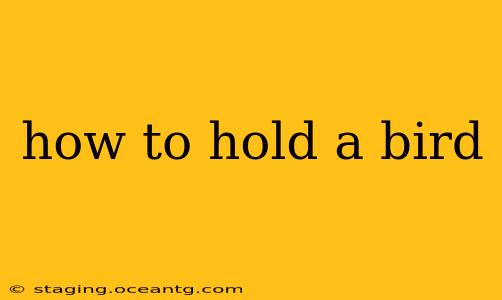 how to hold a bird