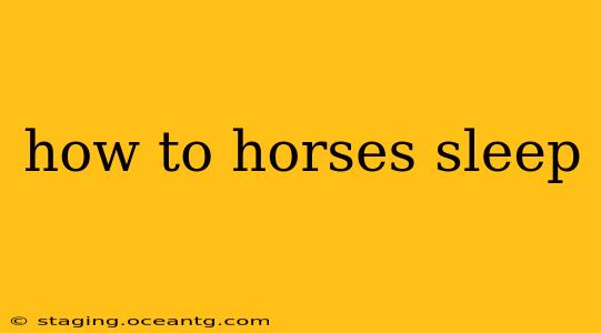 how to horses sleep