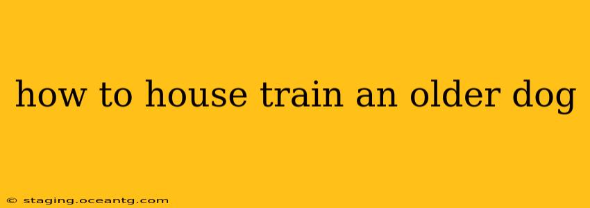 how to house train an older dog