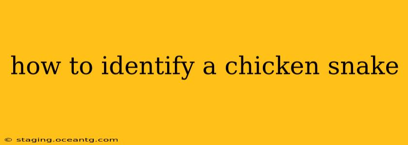 how to identify a chicken snake