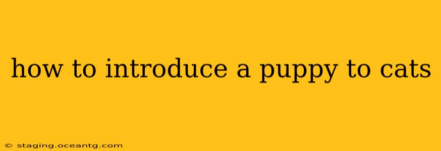 how to introduce a puppy to cats