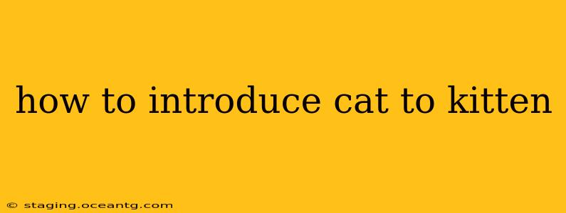 how to introduce cat to kitten