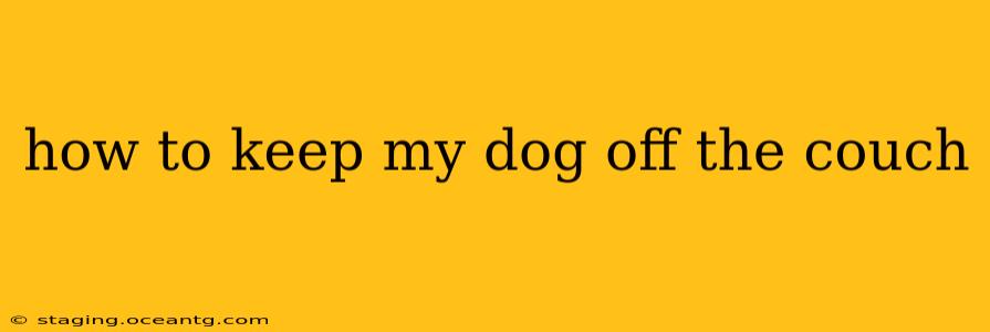how to keep my dog off the couch