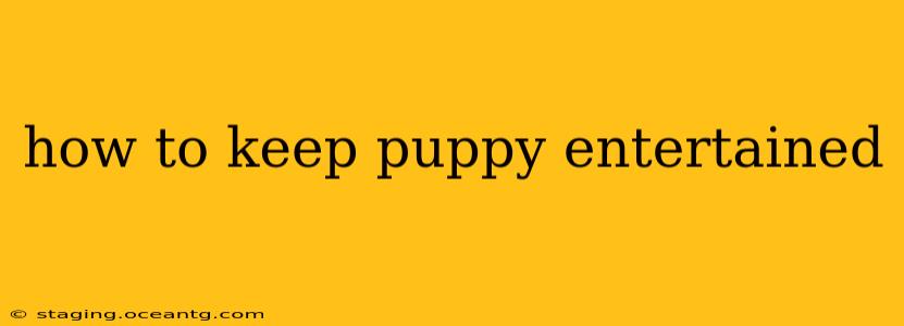 how to keep puppy entertained