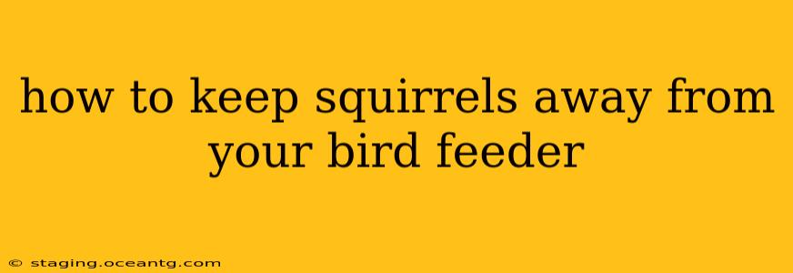 how to keep squirrels away from your bird feeder