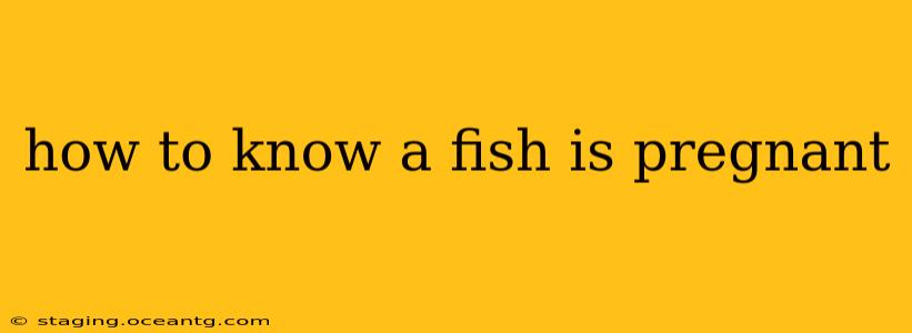 how to know a fish is pregnant