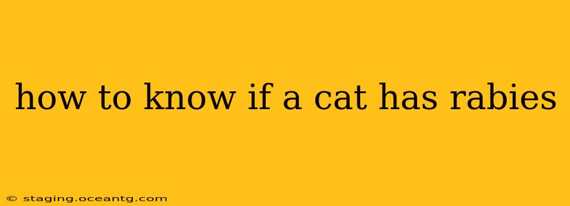 how to know if a cat has rabies