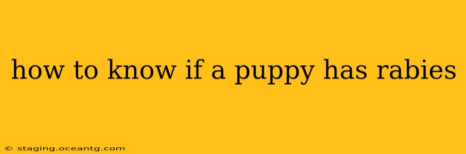 how to know if a puppy has rabies