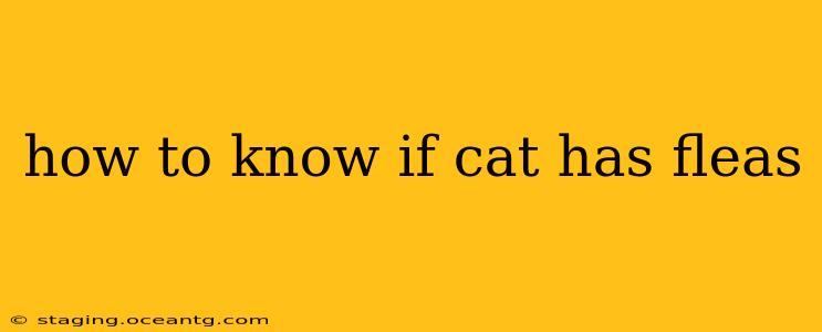 how to know if cat has fleas