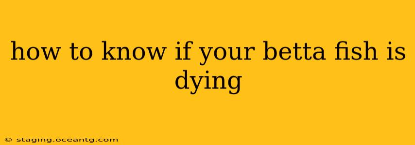 how to know if your betta fish is dying