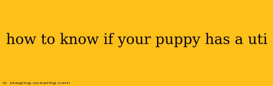 how to know if your puppy has a uti