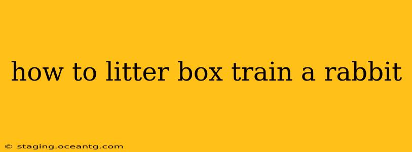 how to litter box train a rabbit
