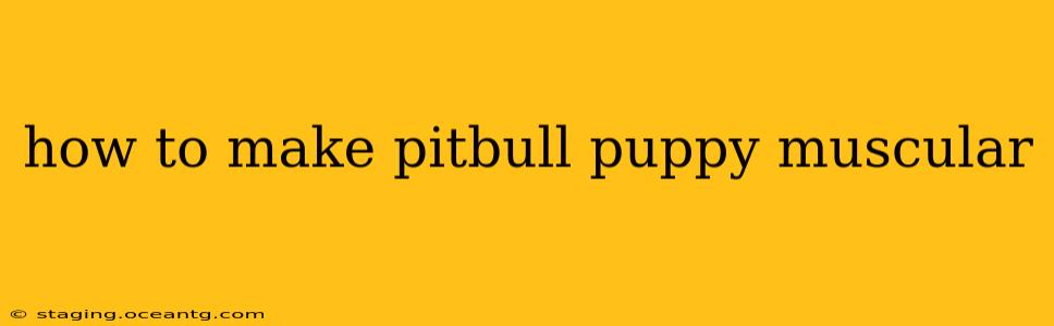 how to make pitbull puppy muscular