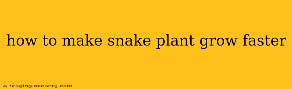 how to make snake plant grow faster