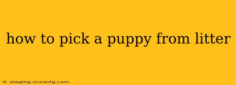 how to pick a puppy from litter