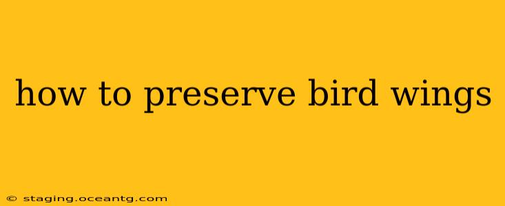 how to preserve bird wings