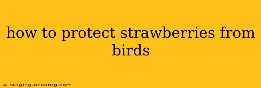 how to protect strawberries from birds